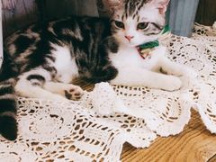 -共舞时光猫咖·狗咖(新街口店)