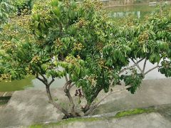 -满記土窑烧鷄波浪山莊