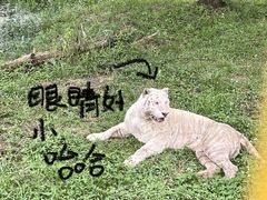 -上海野生动物园