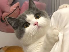 -欣宠猫屋·矮脚拿破仑·蓝金金渐层