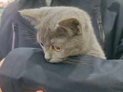 -宠爱国际动物医院· 猫科· 外科·中兽医(长白店)