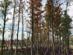 -上海长兴岛郊野公园