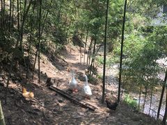-夏霖九天银瀑风景区