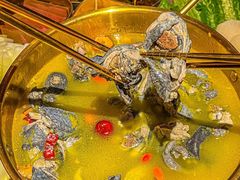 -Darling Queen·Mini·Live·House