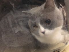 -艾贝尔宠物医院·狂犬免疫点(江山金象城店)