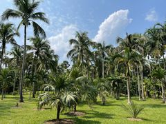 -中国科学院西双版纳热带植物园