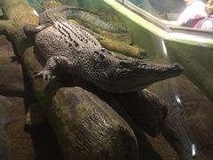 -上海海洋水族馆