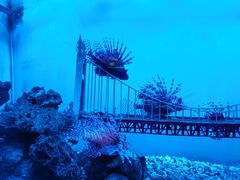 -太平洋海底世界