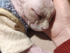 -猫腻·猫咖·撸猫馆(星光大道店)