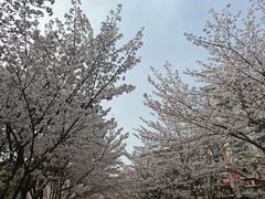 -高东镇樱花园