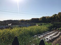 -高东镇樱花园