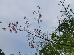 -广州市白云山风景名胜区