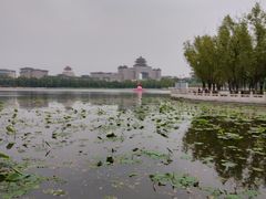 -莲花池公园
