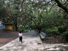 -广东惠东海龟国家级自然保护区