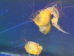 -海合安武汉极地海洋公园