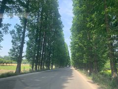 -桤木河湿地公园