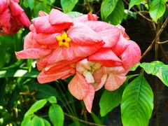-东莞植物园