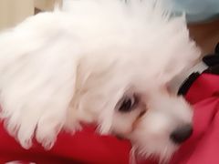 -宠福鑫康馨动物医院·骨科·眼科