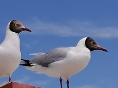 -班公湖