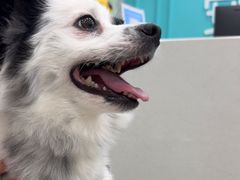-安安宠医宠物医院·异宠·犬猫内科(岳阳分院)