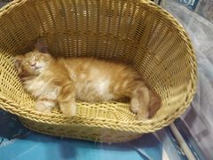 -重庆国际会议展览中心