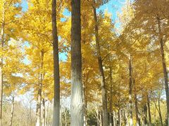 -大兴滨河森林公园