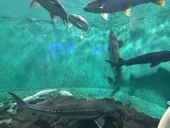 -太平洋海底世界