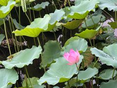 -荔湾湖公园