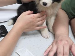 -宠颐生猫科·内科皮肤科(西平世纪城店)