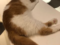 -飞行喵MR PILOT|猫舍·猫咖(静安大融城店)