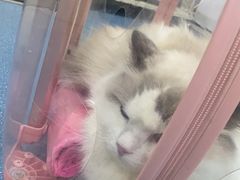 -宠颐生宠物医院外科·内科·皮肤科·影像科(石龙店)