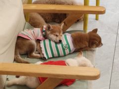 -柴犬小屋·柴餐厅·狗咖食堂(金鼎广场店)