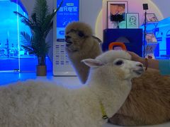 -Blue Concept Cafe&Farm·關於藍