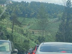 -武陵山森林公园