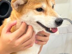 -共舞时光猫咖·狗咖(新街口店)