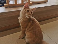 -藏猫猫咖啡主题馆(中央大道店)