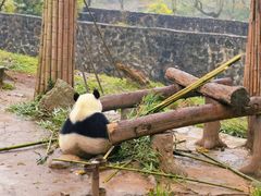 -都江堰中华大熊猫苑