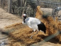 -盐城丹顶鹤湿地生态旅游区