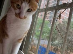 -伟伟宠物医院·瑞派猫友好医院·猫科(光谷店)