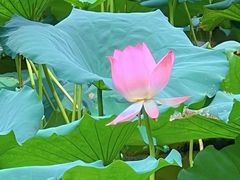 -荔湾湖公园