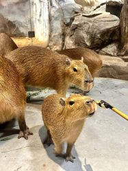 -Zoolung Zoolung动物主题公园(海信广场店)