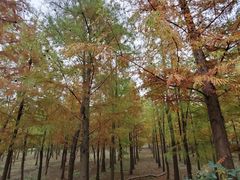 -上海长兴岛郊野公园