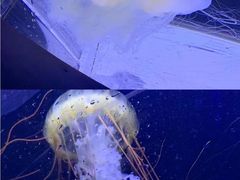 -珠海长隆海洋王国