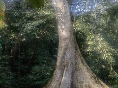 -中国科学院西双版纳热带植物园