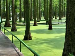 -渌洋湖湿地公园