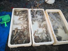 -青岛沙子口国家中心渔港