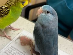 -芭比堂动物医院·24小时·眼科中心(深圳中心)