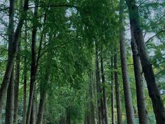 -上海滨江森林公园