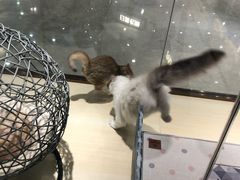 -momokira米努特·德文卷毛猫·棉花面纱犬