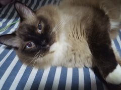 -佳雯宠物医院·皮肤科·内外科(春晓路分院)